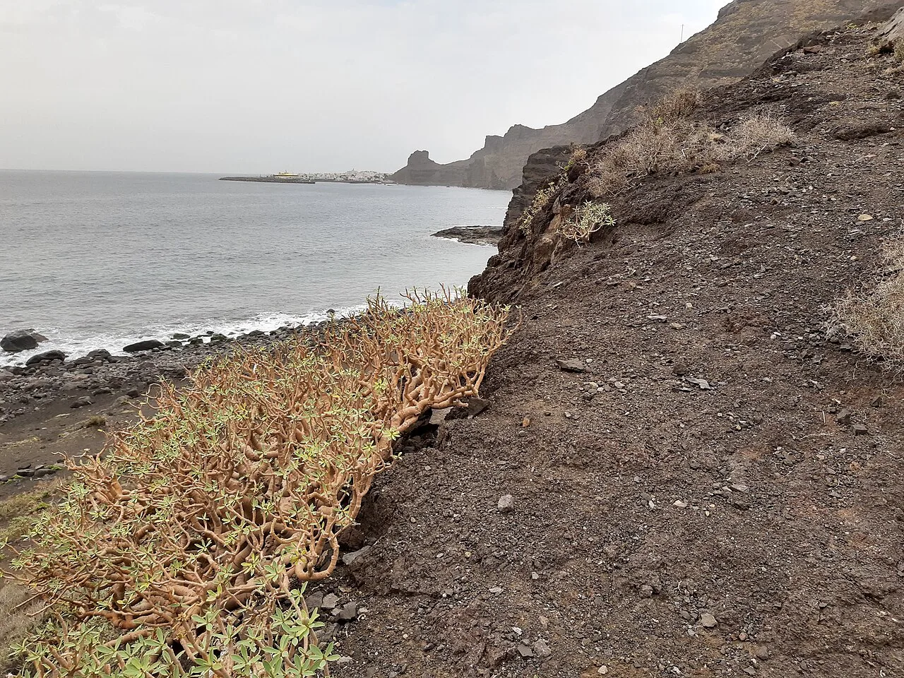 SL 1, Playa Guayedra, Gran Canaria, view north
